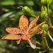 Imagem de Flor-leopardo