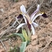 Imagem de Iris-da-praia