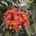 Imagem de Ixora