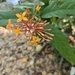 Imagem de Ixora-vermelha