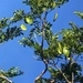 Imagem de Caroba-roxa
