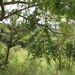 Imagem de Caroba-roxa
