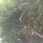 Imagem de Jacarandá
