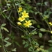 Imagem de Jasmim-amarelo