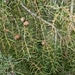 Imagem de Cedro-do-mato