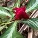 Imagem de Afelandra-coral