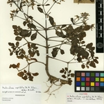 Imagem de <em class="gbifHl">Kalanchoe apiifolia</em>