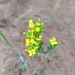 Imagem de Flor da fortuna