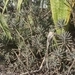 Imagem de Flor da fortuna