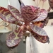 Imagem de Kalanchoe-zebra