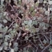 Imagem de Kalanchoe millotii não possui um nome popular amplamente reconhecido no Brasil