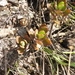 Imagem de Kalanchoe miniata