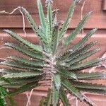 Imagem de Kalanchoe