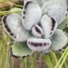 Imagem de Planta-panda