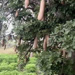 Imagem de Árvore-de-salsicha