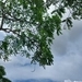 Imagem de Mopane