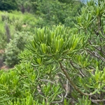 Imagem de Colar-de-rubis