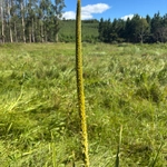 Imagem de Tocha-de-fogo