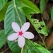 Imagem de Jasmim-de-madagascar