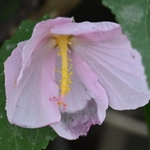 Imagem de Malva-do-pântano
