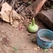 Imagem de Cabaça