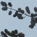 Imagem de Resedá-flor-da-rainha