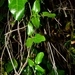 Imagem de Cogumelo-do-vento