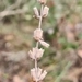 Imagem de Lavanda