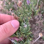 Imagem de Lavanda