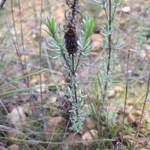 Imagem de Lavanda