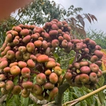 Imagem de Café-de-bugre