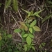 Imagem de Lespedeza