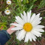 Imagem de Margarida Shasta