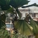 Imagem de Palmeira-leque