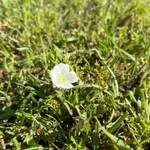 Imagem de Meadowfoam