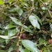 Imagem de Canela-de-veado