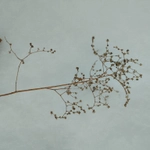 Imagem de Lipandra polysperma