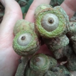 Imagem de Lithocarpus truncatus