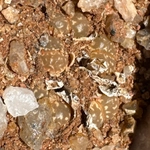Imagem de Pedra-viva
