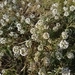 Imagem de Alyssum