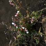 Imagem de Flor-de-beijo