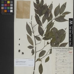 Imagem de Loropetalum