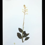 Imagem de Orquídea pipoca