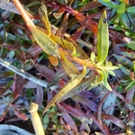 Imagem de Ludwigia arcuata