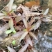 Imagem de Ludwigia glandulosa é conhecida como "Ludwígia"
