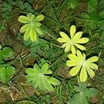 Imagem de Tremoceiro-branco