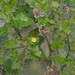 Imagem de Malva-branca