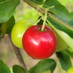 Imagem de Acerola