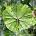 Imagem de Malva-branca