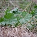Imagem de Malva-branca